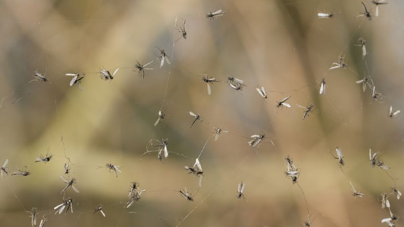 Gnats are tiny flying insects that can be hard to see when alone. They can easily be seen when in swarms or biting you. sandra standbridge / Getty Images