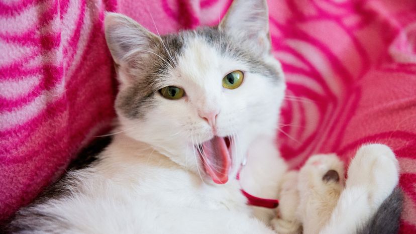 A cat laying on a bed with its mouth open. 