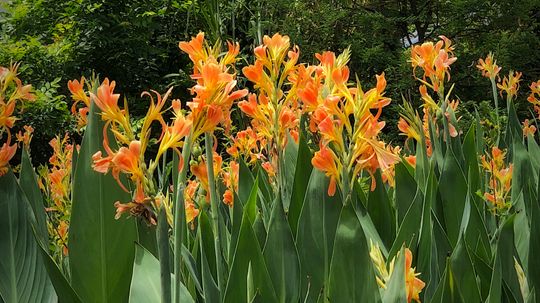 How to Store Canna Bulbs