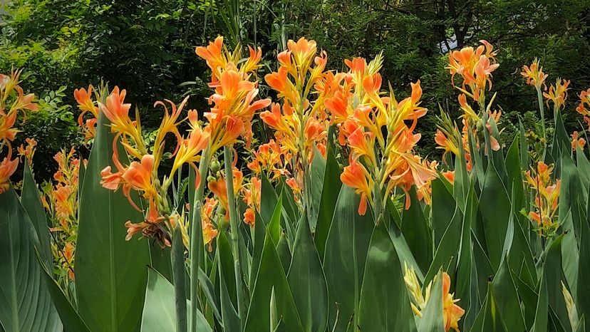 Orange Canna Lily growing during raining season.