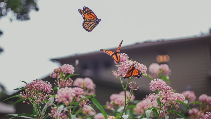 A milkweed garden filled with Monarch butterflies. 