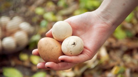 How does a chicken's egg get its shell?