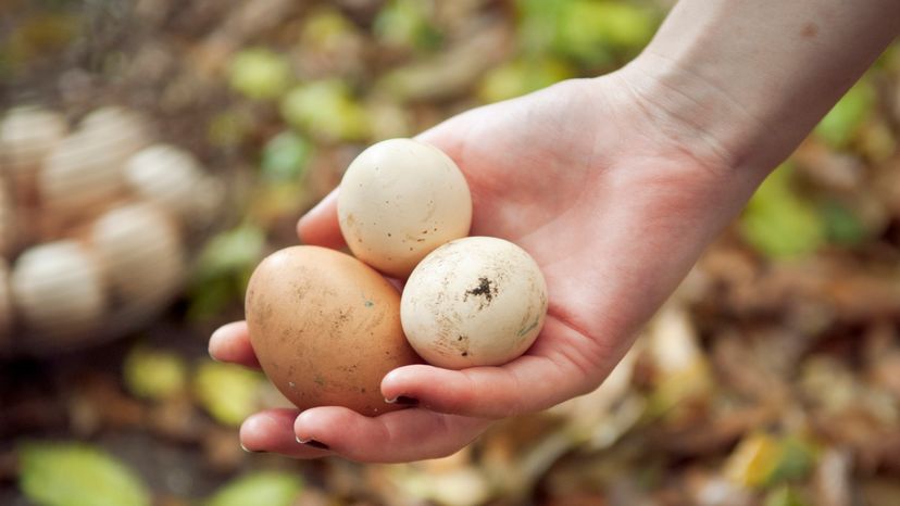 Hand holding three chicken eggs.