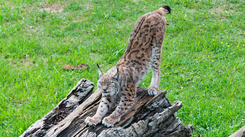 Iberian lynx