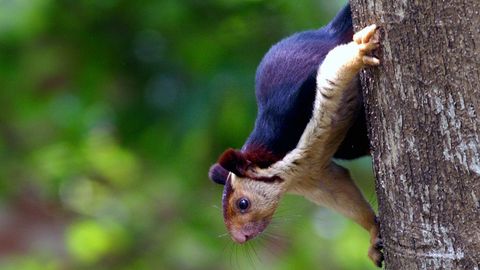 Don't Hate the Indian Giant Squirrel Because He's Beautiful - Vimarsana News