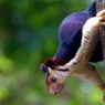 Don't Hate the Indian Giant Squirrel Because He's Beautiful