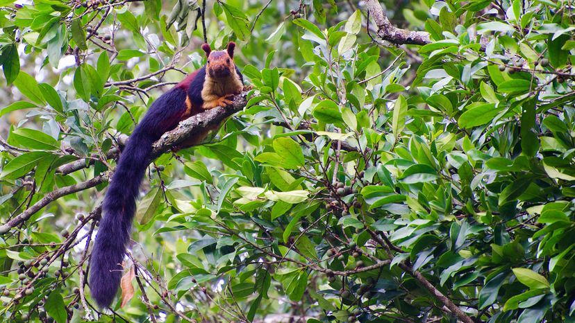 Indian giant squirrel