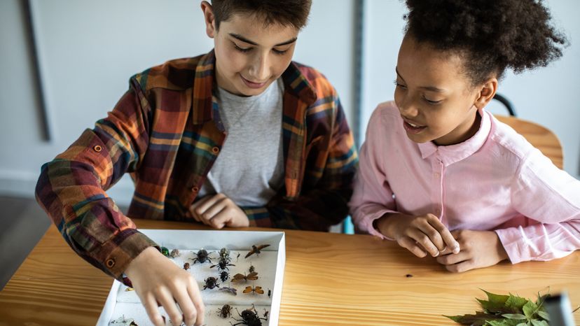 School kids compiling a collection of insects for a biology science project. 