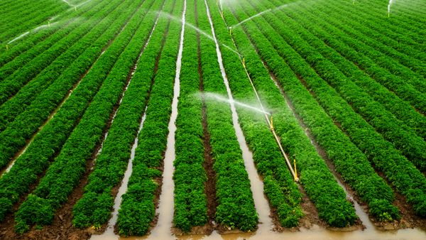 Water sprinklers on a bell pepper farm. 