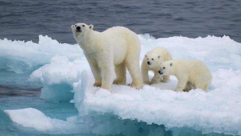 A female polar bear with her two cubs, drifting on an iceberg. 