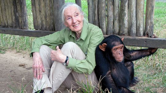 简·古道尔（Jane Goodall）：全球和平的全球面孔“border=