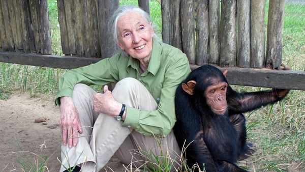 Jane Goodall: A Global Face for Global Peace
