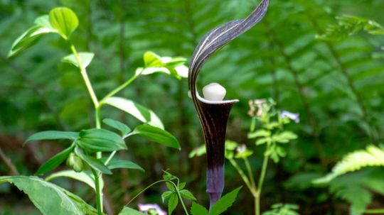 Jack-in-the-Pulpit