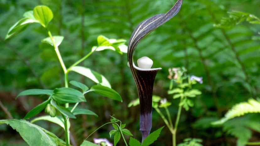 A jack in the pulpit flower in the wild. 