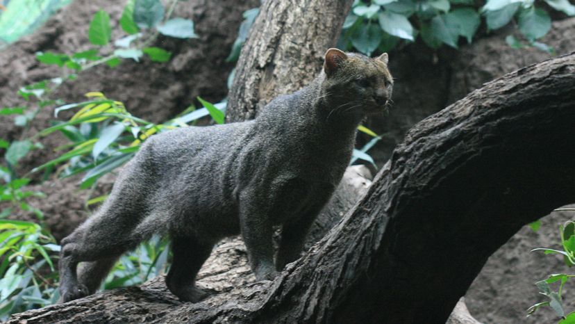 jaguarundi	