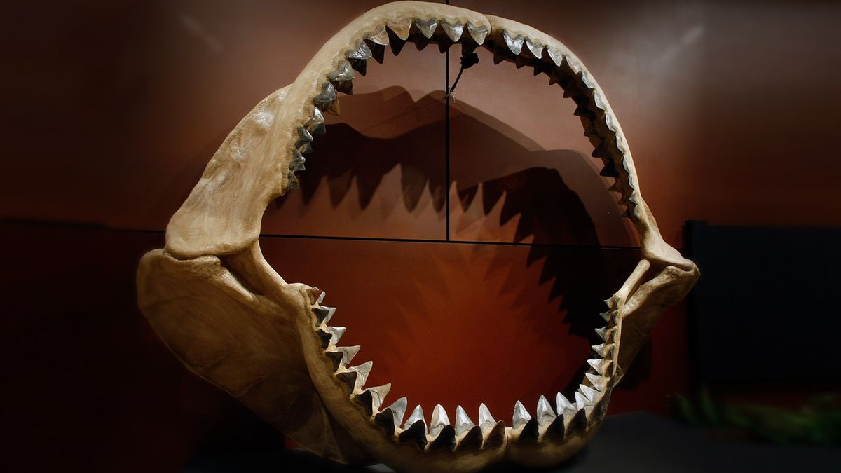 Megalodon sharks even bigger than previously thought