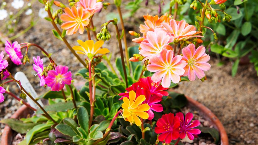 A colorful red, yellow and purple flower. 