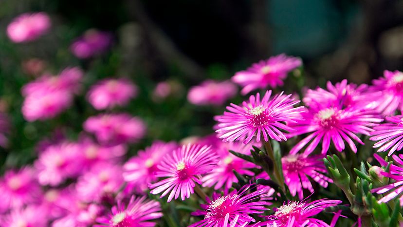 A purple daisy flower. 