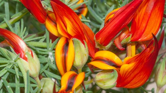 Lotus Vine, Parrot's Beak