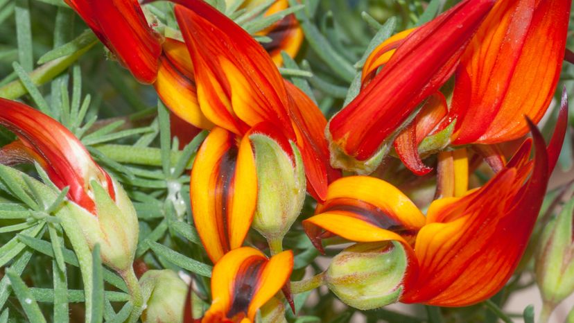 A picture of a red and yellow flower. 