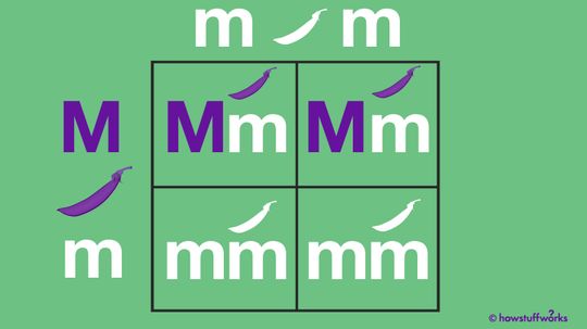 What Is a Punnett Square?