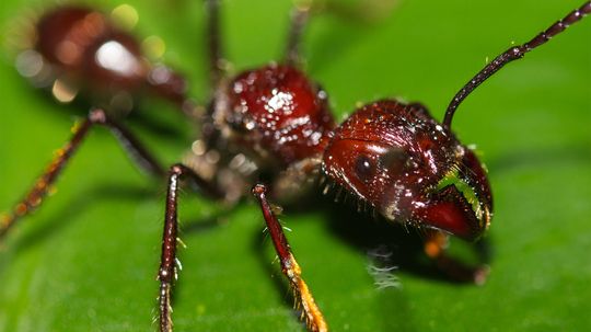 Which Insect Inflicts the Most Painful Bite?