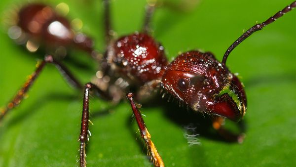 Paraponera clavata, bite	