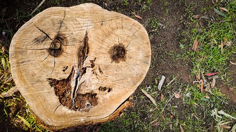Pareidolia: Why We See Faces in Almost Everything - Vimarsana News