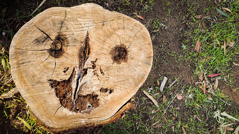 face in this tree stump