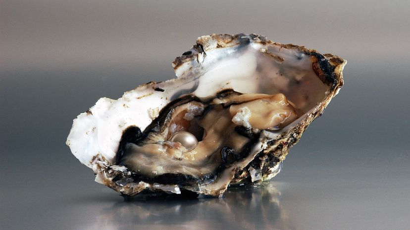 oyster pearl formation