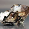 How Do Oysters Make Pearls?