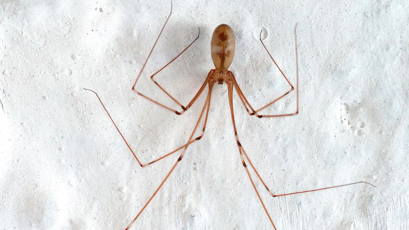 Daddy longlegs, Arachnid, Harvestman & Opiliones