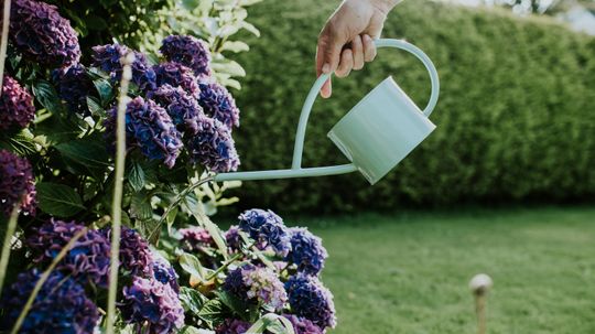 How to Prepare Hydrangea for Winter