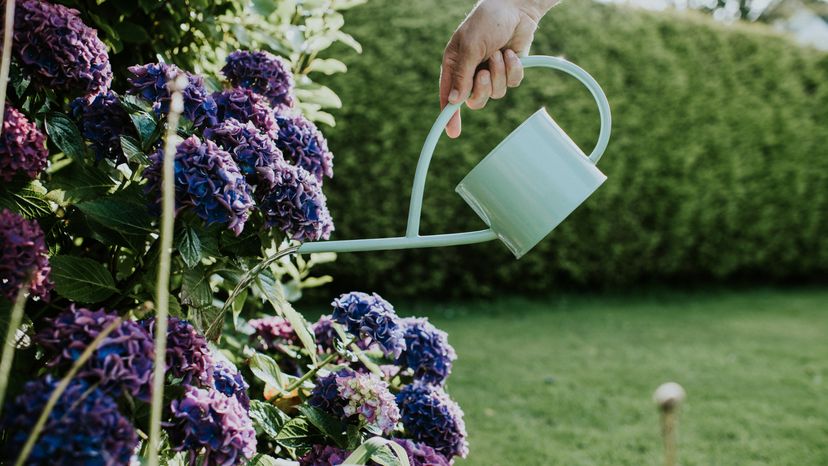 A gardener watering a purple hydrangea plant in a garden. 