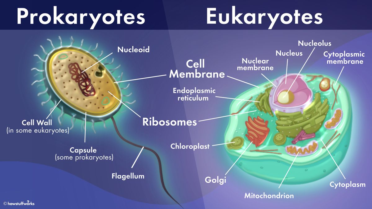 Prokaryotische vs. eukaryotische Zellen: Was ist der Unterschied ...