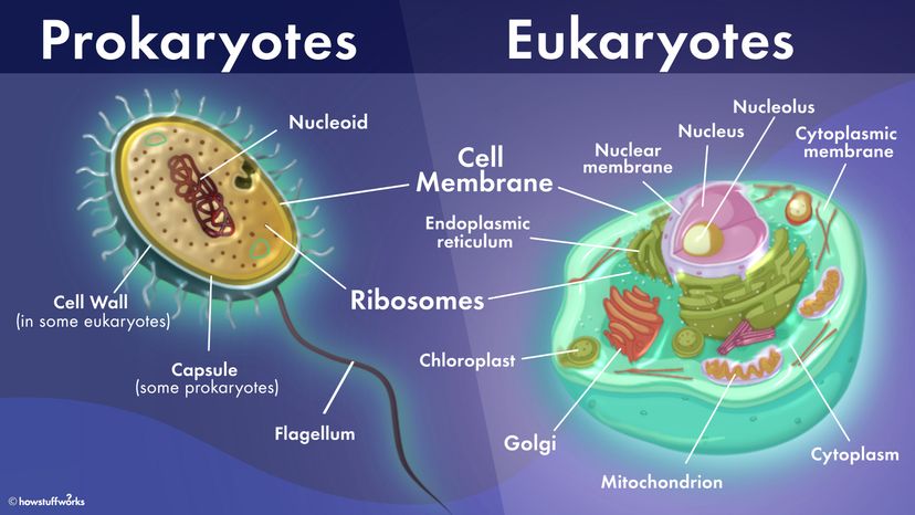 Prokaryotes vs eukaryotes