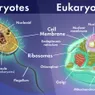 Prokaryotic vs. Eukaryotic Cells: What's the Difference?