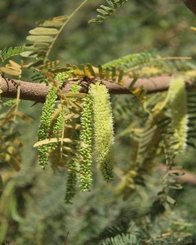 Prosopis Juliflora植物“border=