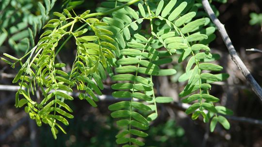 移除这种侵入性灌木的花朵有助于防治疟疾