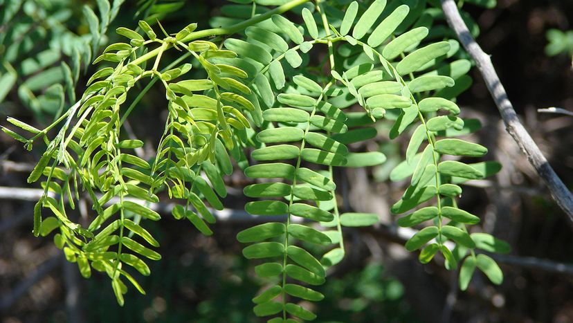 The Prosopis juliflora shrub, an invasive species in Africa, is a type of mesquite. Forest and Kim Starr/Flickr/CC BY 2.0