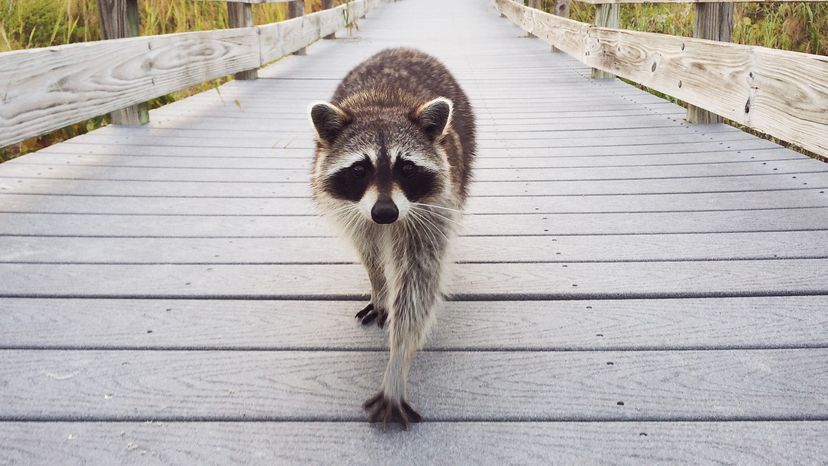 Raccoon out for a stroll