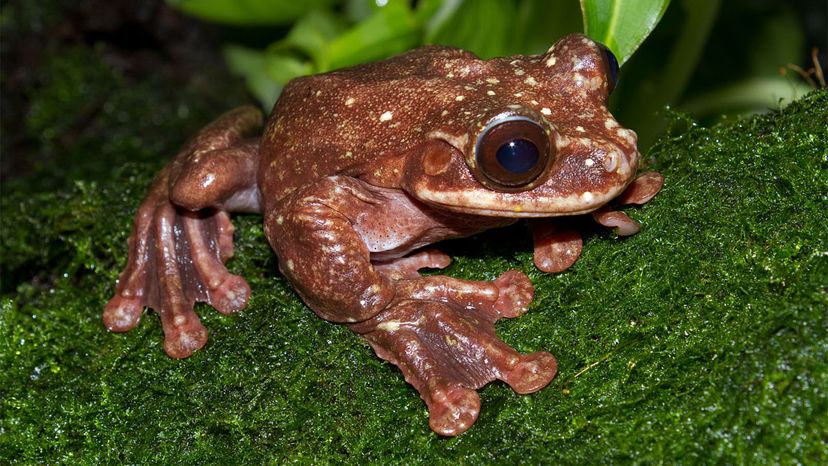 This ian tree frog's poison has become part of the latest