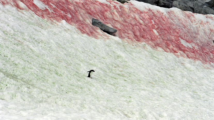 red snow