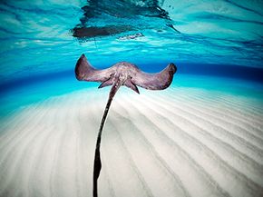 Stingray swimming in the sea