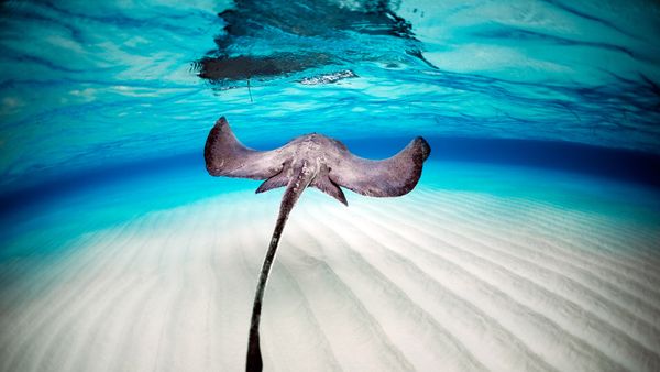 Stingray swimming in the sea.