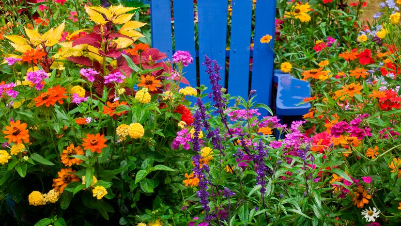  Garden with different annual flowers.