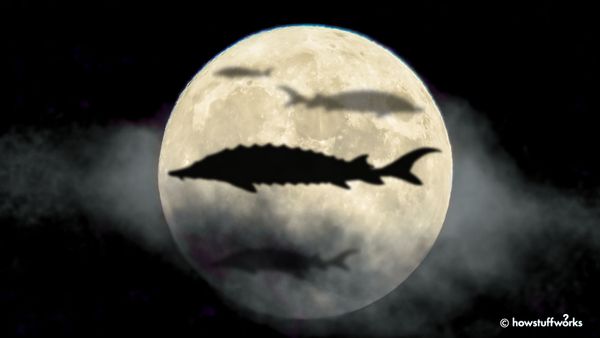 Why August's Moon Is Known as the Sturgeon Moon
