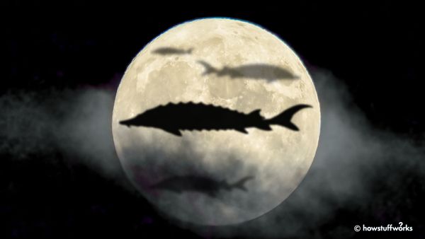 sturgeon moon