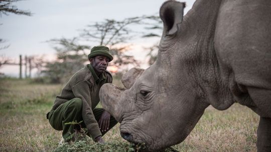 Does Goodbye to the Last Male Northern White Rhinoceros Mean the End of the Species?