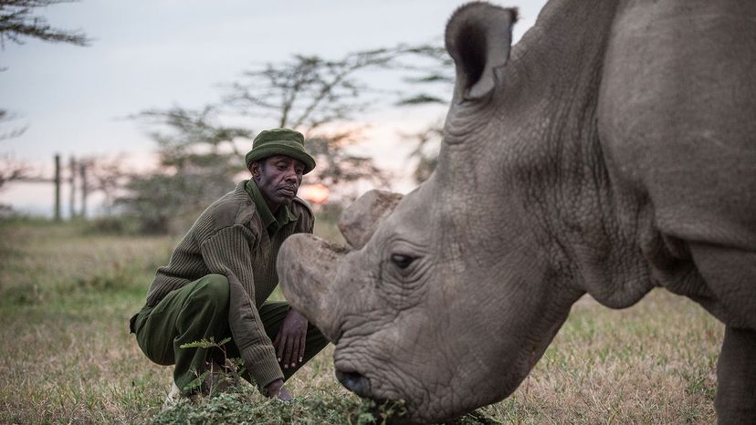 Sudan, the last male northern white rhinoceros